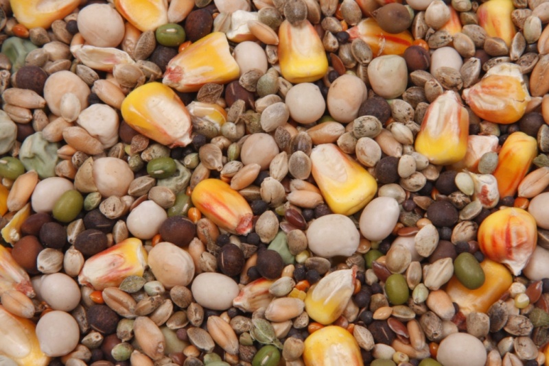 Зерновая прикормка для карпа, часть 1-я