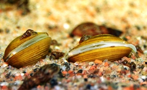 Чем питается карп