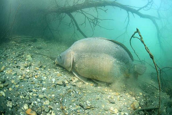 Самый большой карп